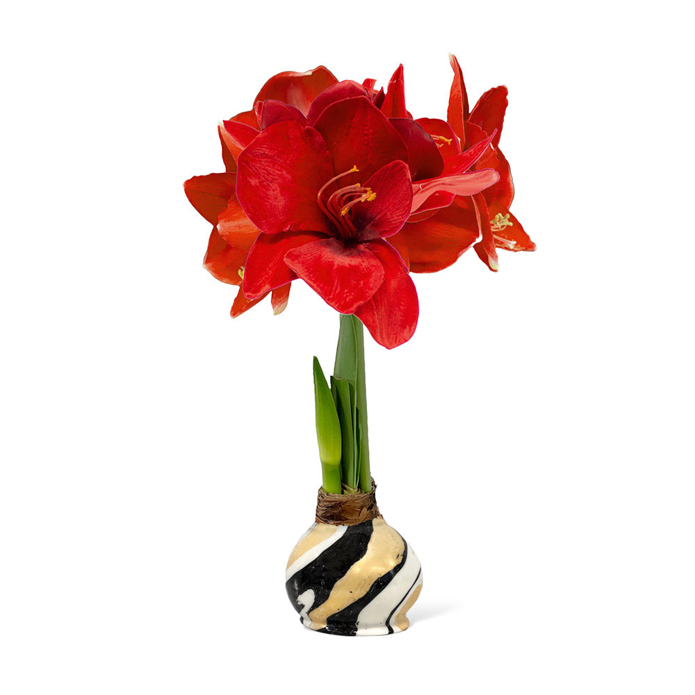 Winter Waxed Amaryllis Bulb with Red Blooms