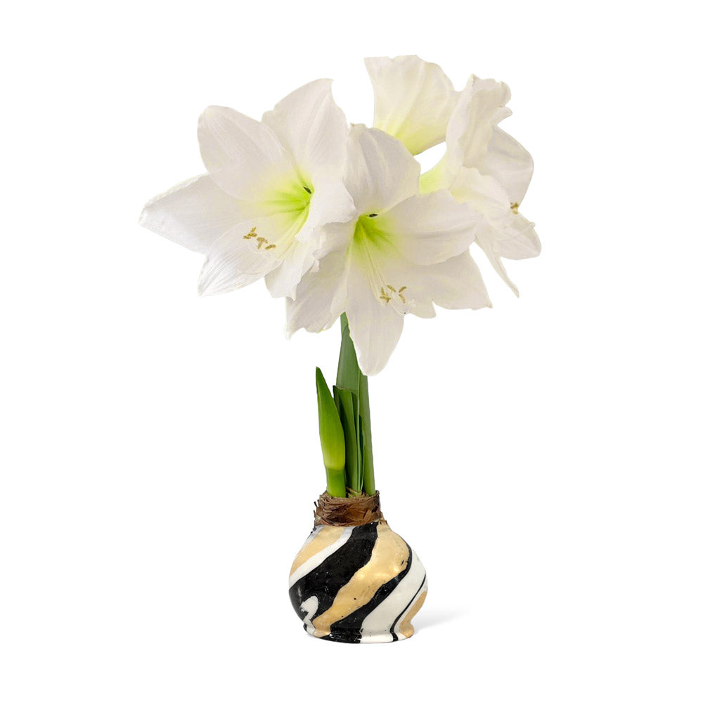 Winter Waxed Amaryllis Bulb with XL White Blooms