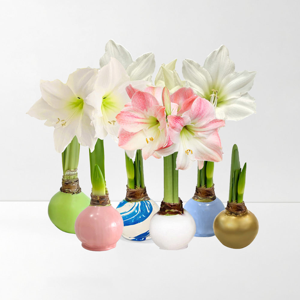 Wax-Dipped Amaryllis Bulb Subscription