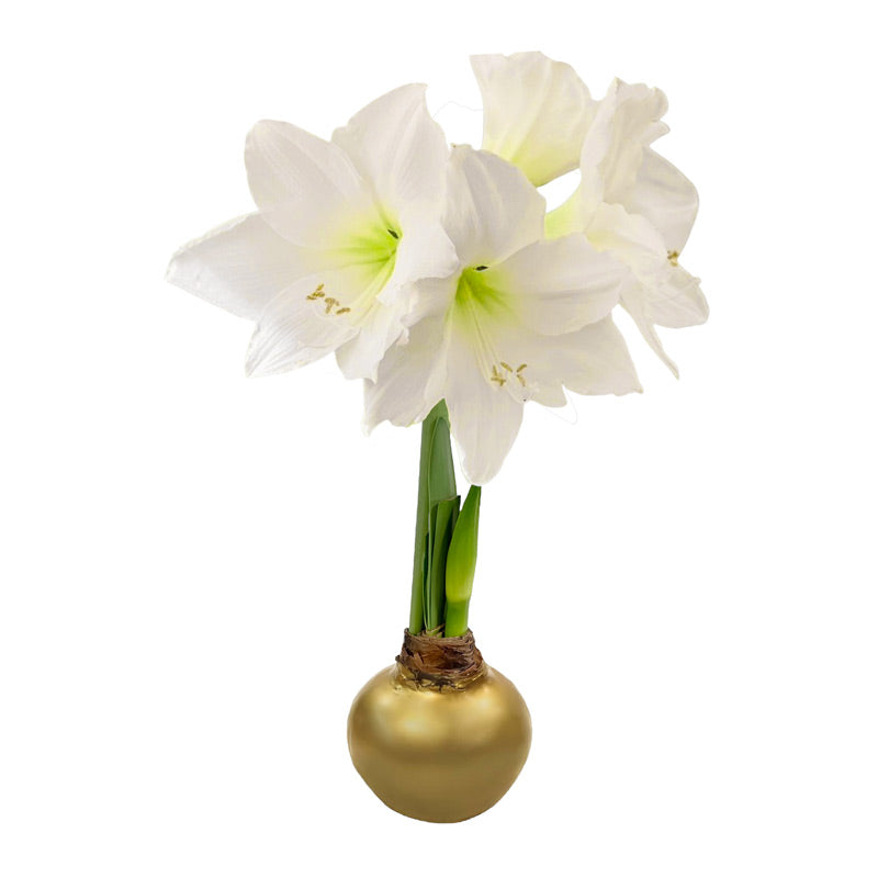 Holiday Waxed Amaryllis Bulb with XL White Blooms