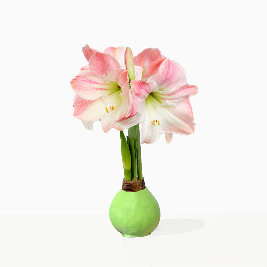 Spring Green Waxed Amaryllis Bulb with pink + white blooms
