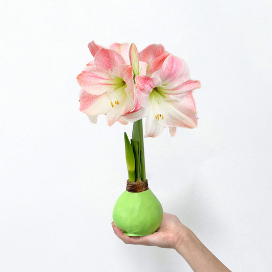 Spring Green Waxed Amaryllis Bulb‎ with pink + white blooms