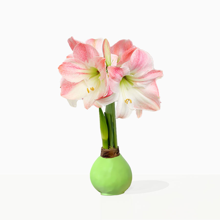 Spring Waxed Amaryllis Bulb with appleblossom blooms