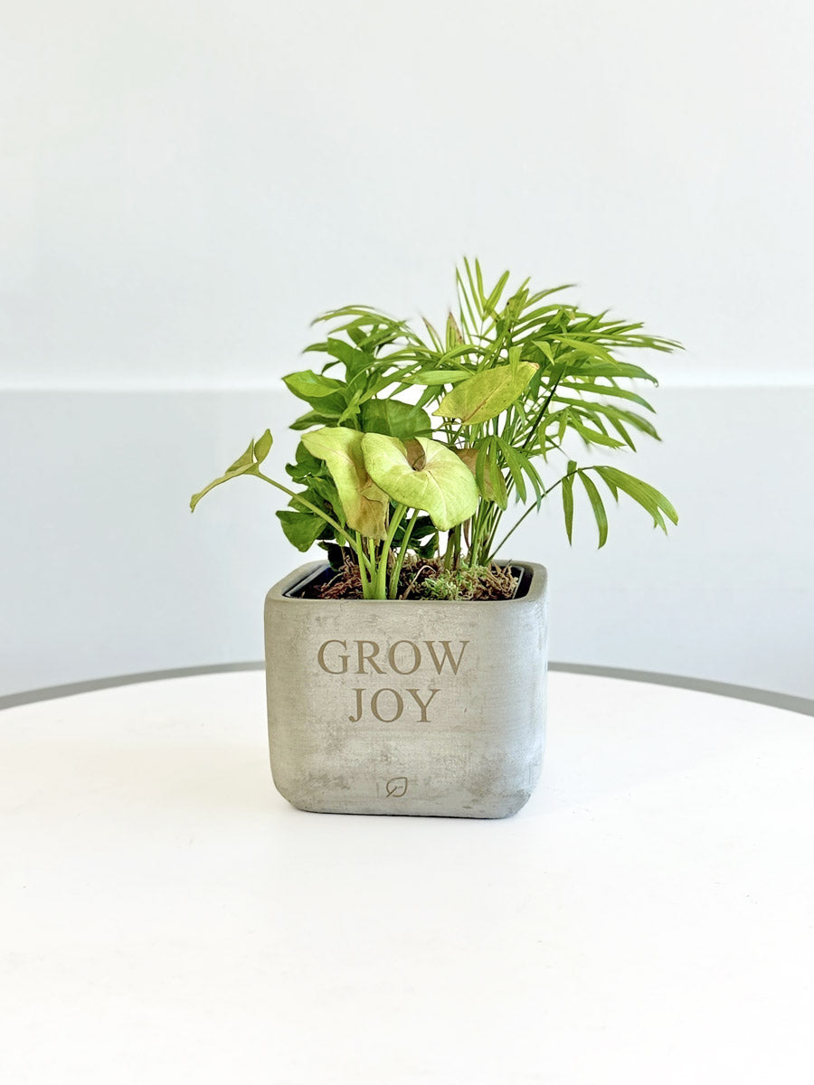 Grow Joy Tropical Desktop Garden
