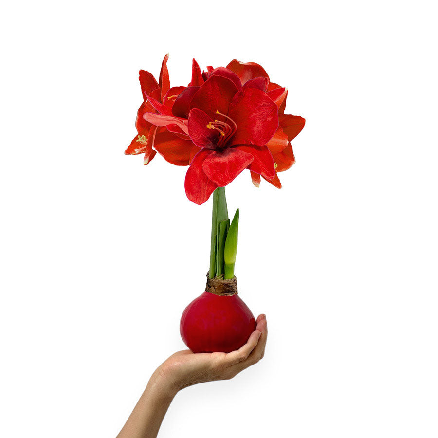Crimson Red Waxed Amaryllis Bulb with red blooms