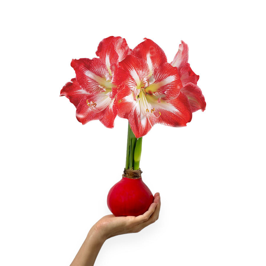 Red Waxed Amaryllis Bulb with minerva blooms