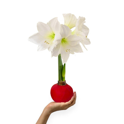 Red Waxed Amaryllis Bulb‎ with white blooms