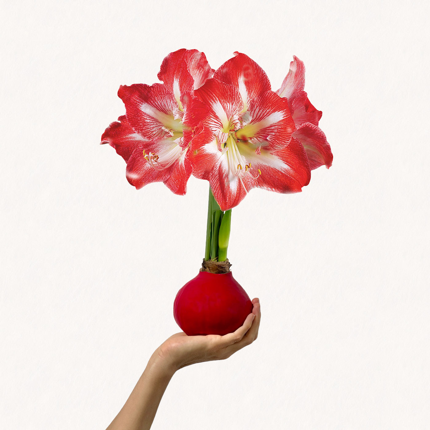 Holiday Waxed Amaryllis Bulb with minerva blooms