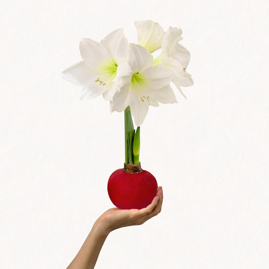 image of Winter Waxed Amaryllis Bulb with bright white blooms