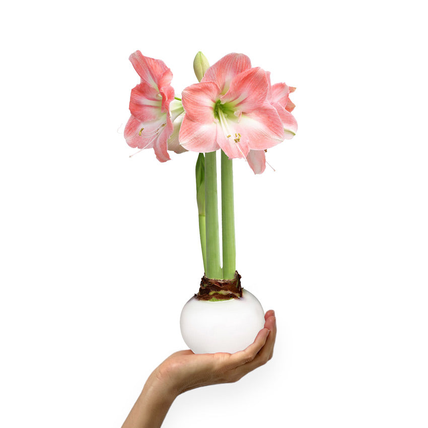 White Waxed Amaryllis Bulb with pink + white blooms