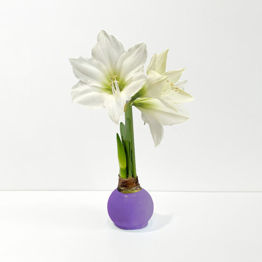 Purple Waxed Amaryllis Bulb‎ with white blooms