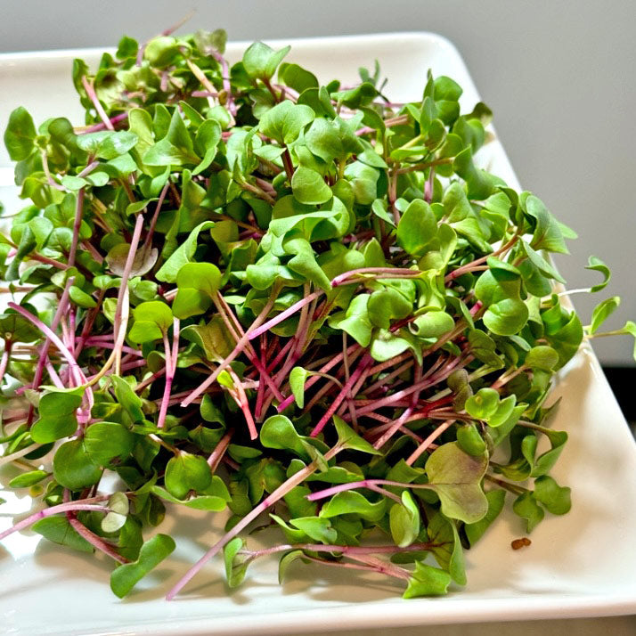 Microgreens Desktop Garden Starter Kit