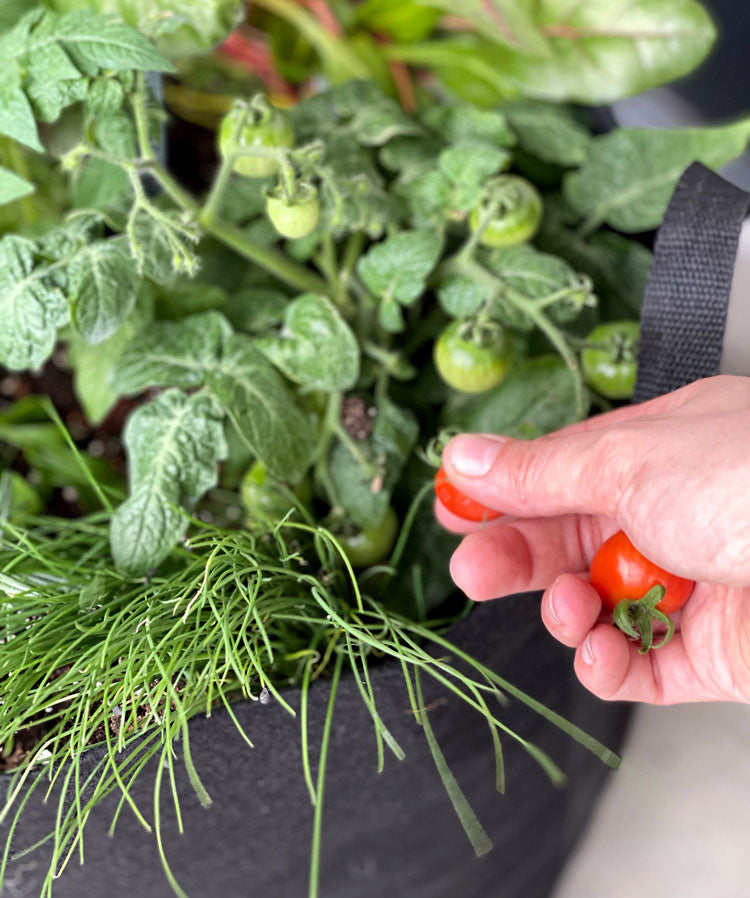 Heart Healthy Homegrown Garden Kit‎ with heartbreaker tomato + herbs