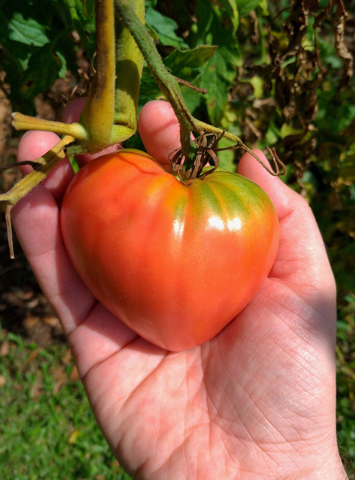 Heart Healthy Homegrown Giftable Garden