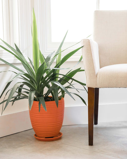 Orange Ceramic Planters