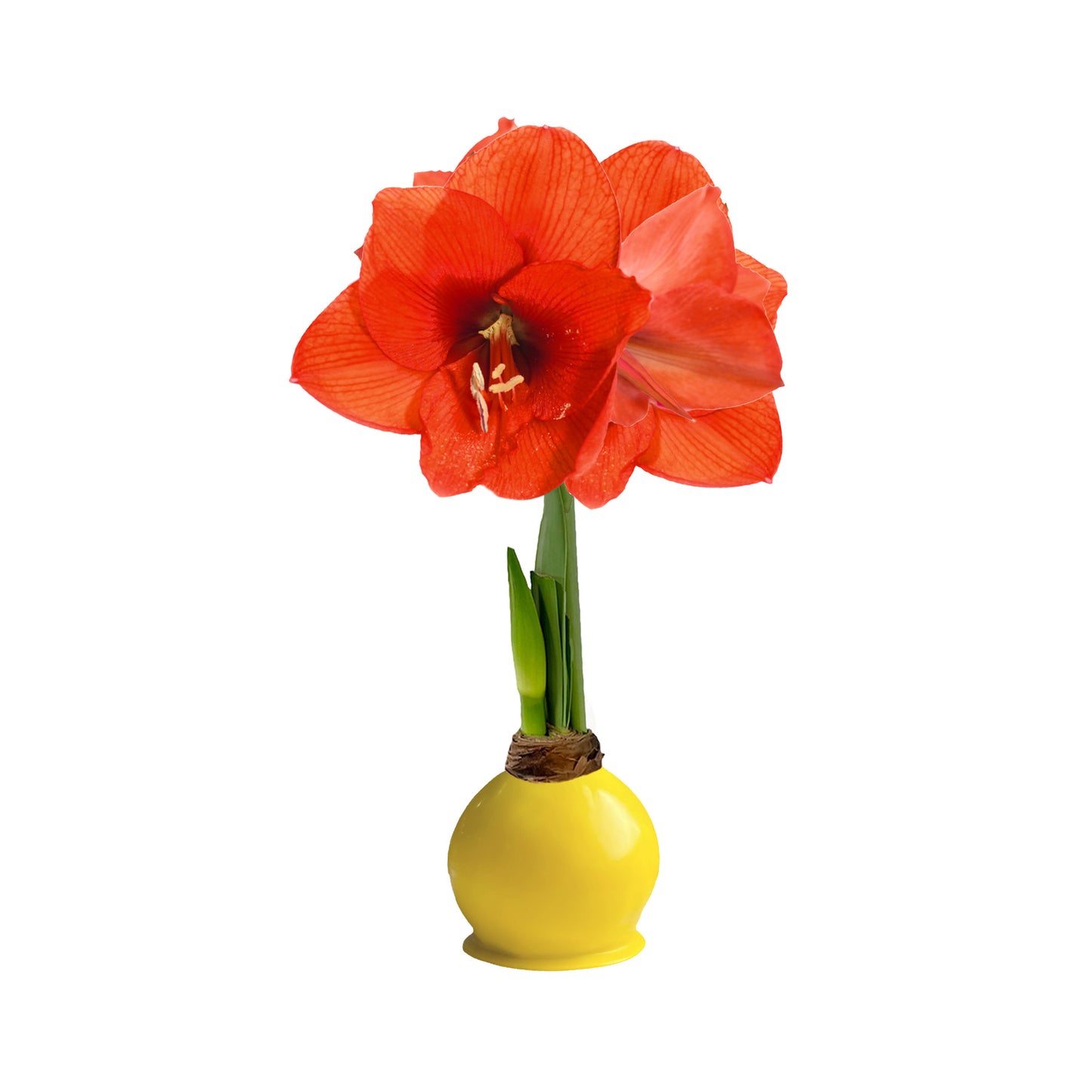 Fall Yellow Waxed Amaryllis Bulb with sovereign blooms