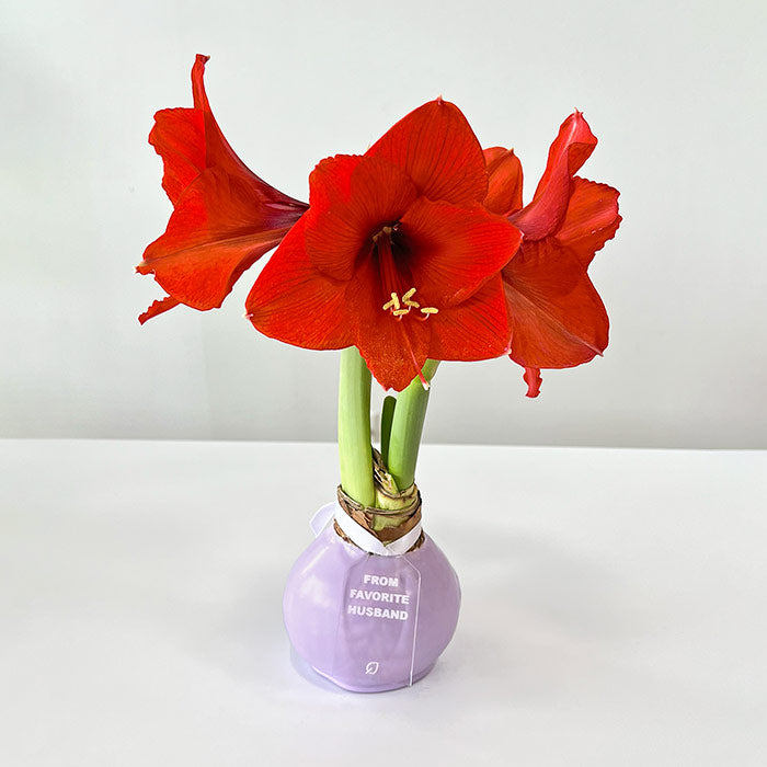 Lilac Waxed Amaryllis Bulb with Sovereign Bloom