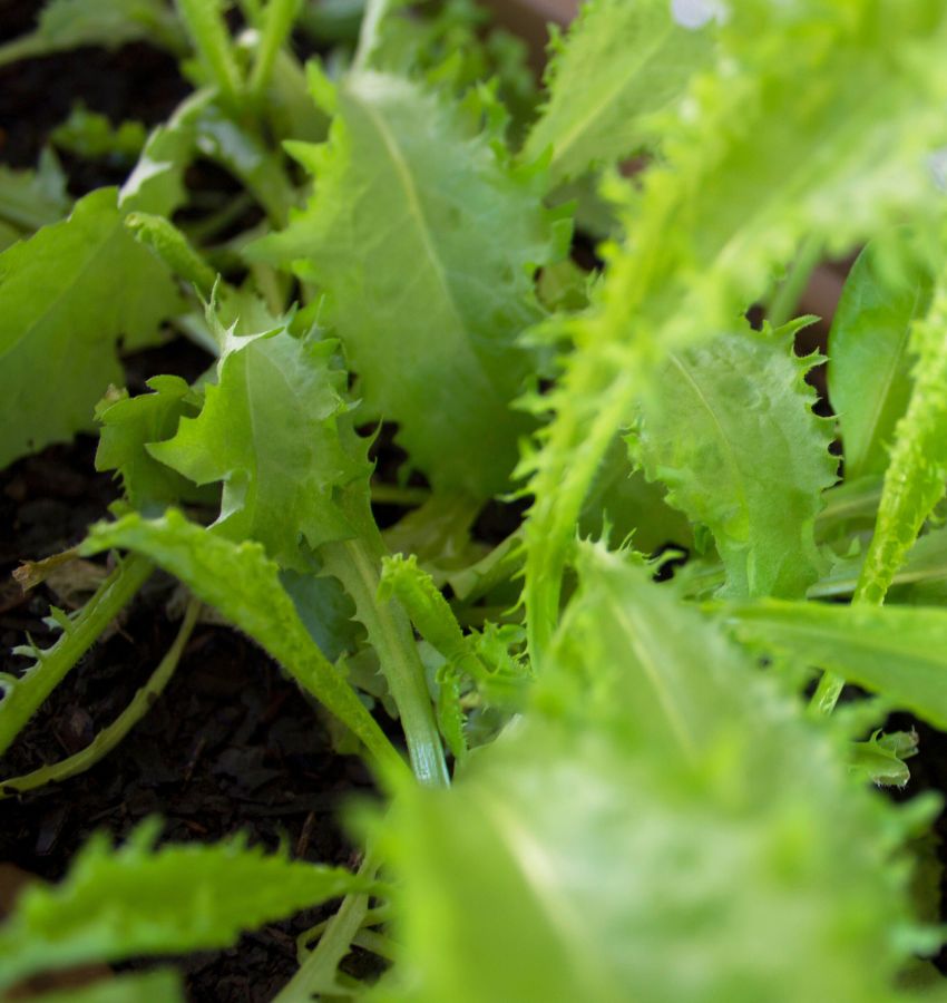 Growing For Good Garden Kit with veggie seed strips + herb plants