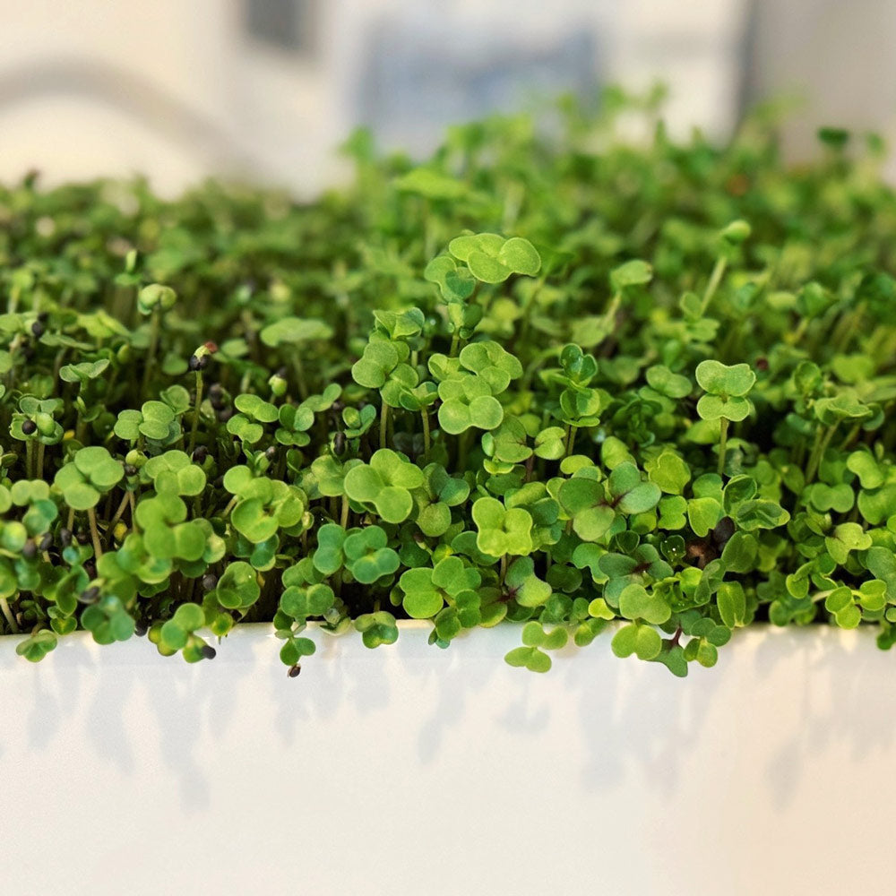 micro plants indoor Microgreens Starter Kit