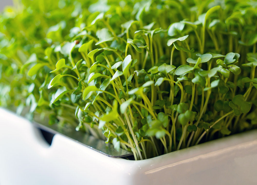 Your Greens,  Your Way  Banner