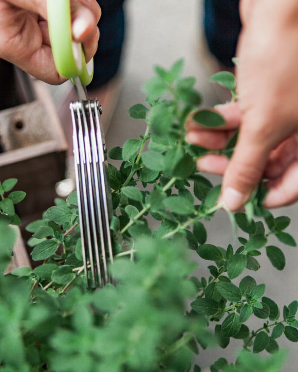 Mincing Scissors