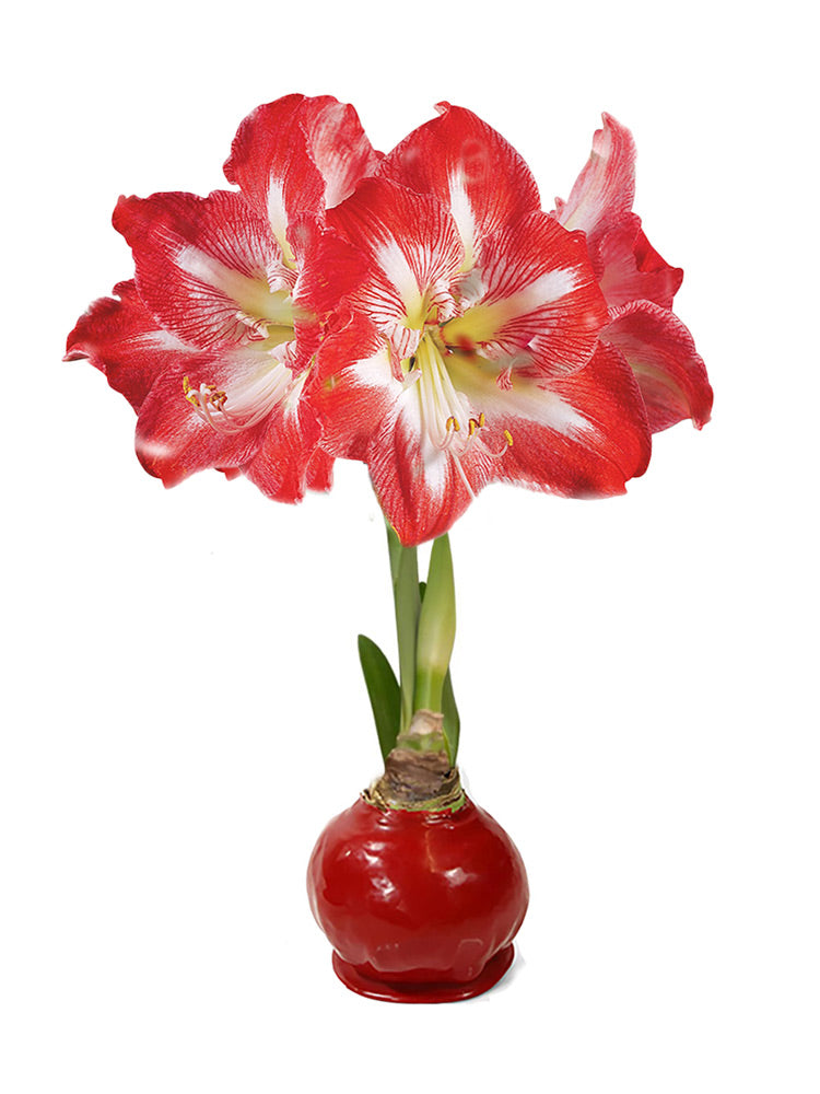 Red Waxed Amaryllis Bulb with minerva blooms