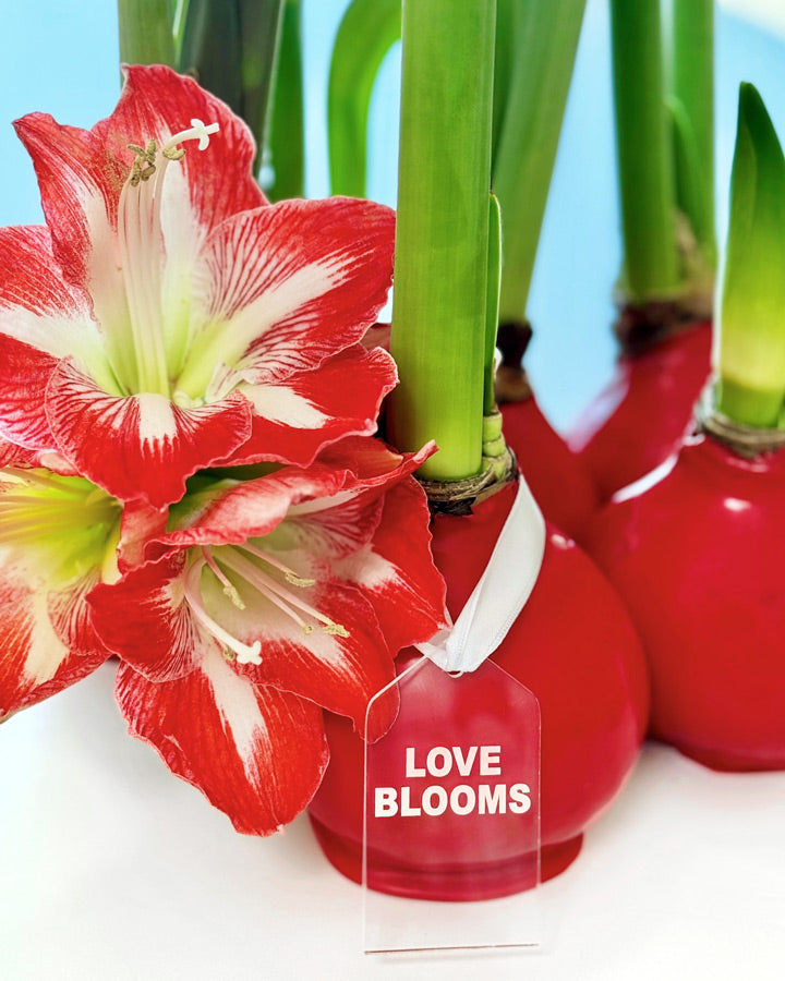 Red Waxed Amaryllis Bulb with minerva blooms