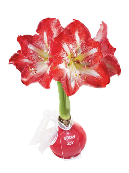 Holiday Waxed Amaryllis Bulb with minerva blooms