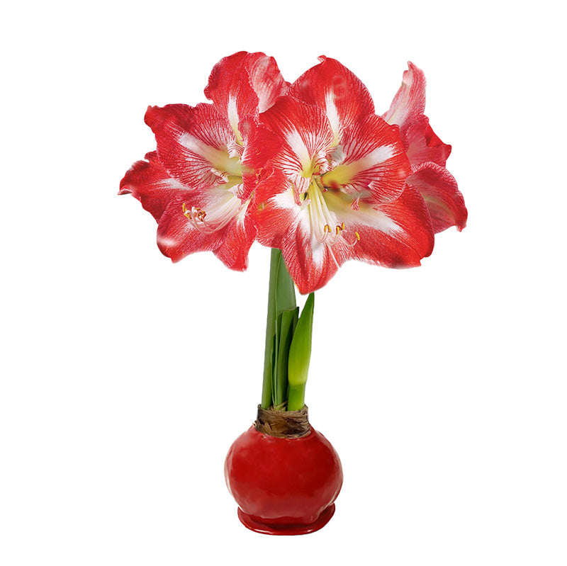 Red Waxed Amaryllis Bulb with minerva blooms