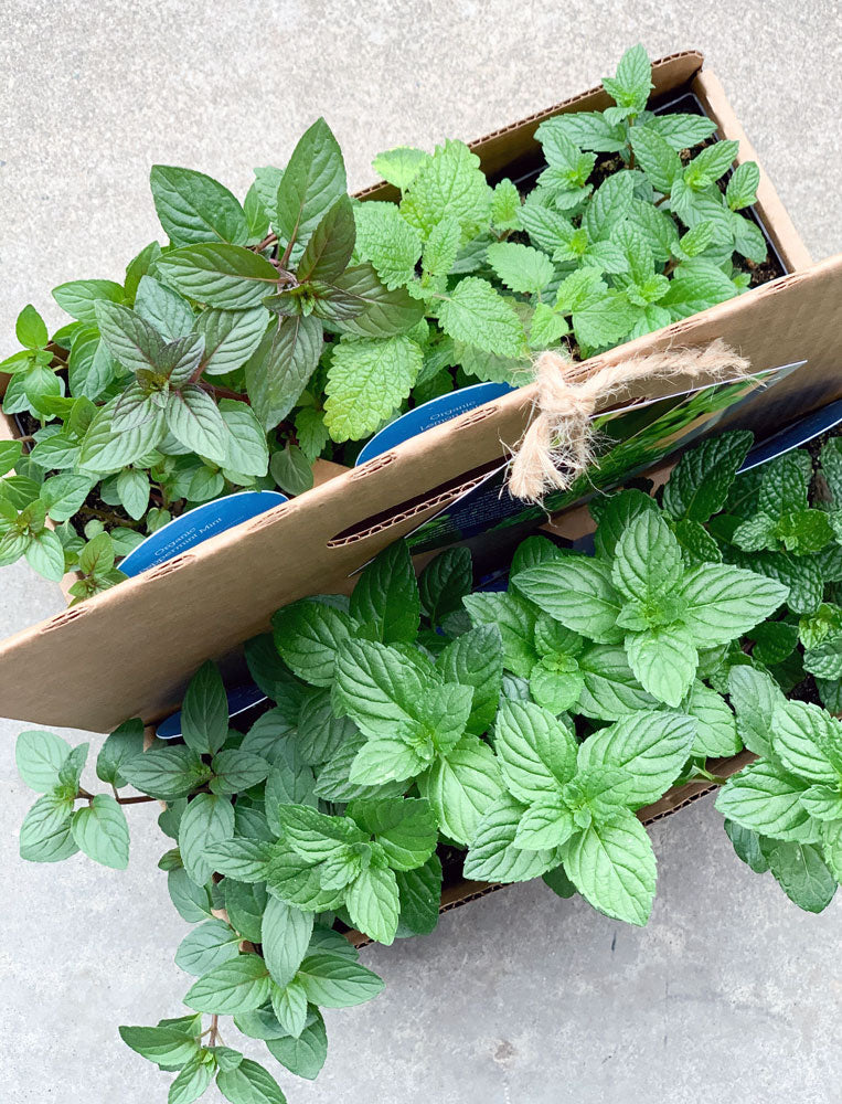 Mint to Be Giftable Garden