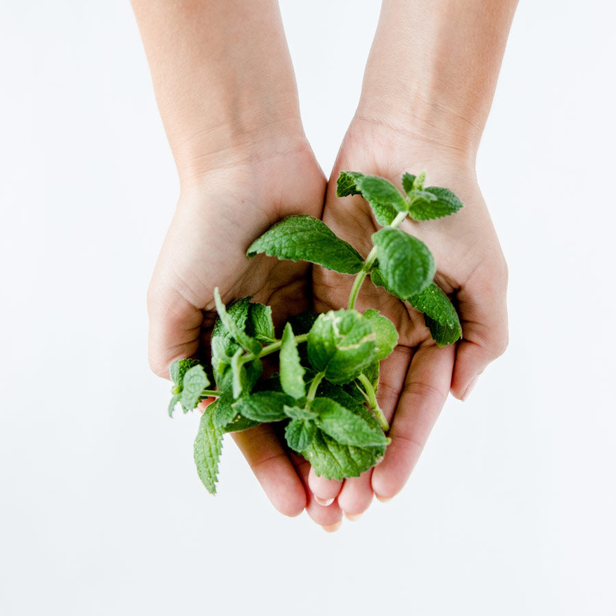 Mint Herb Garden Plant Collection