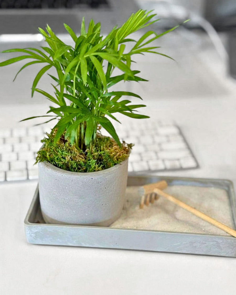 Modern Zen Tropical Desktop Garden with mini indoor plant