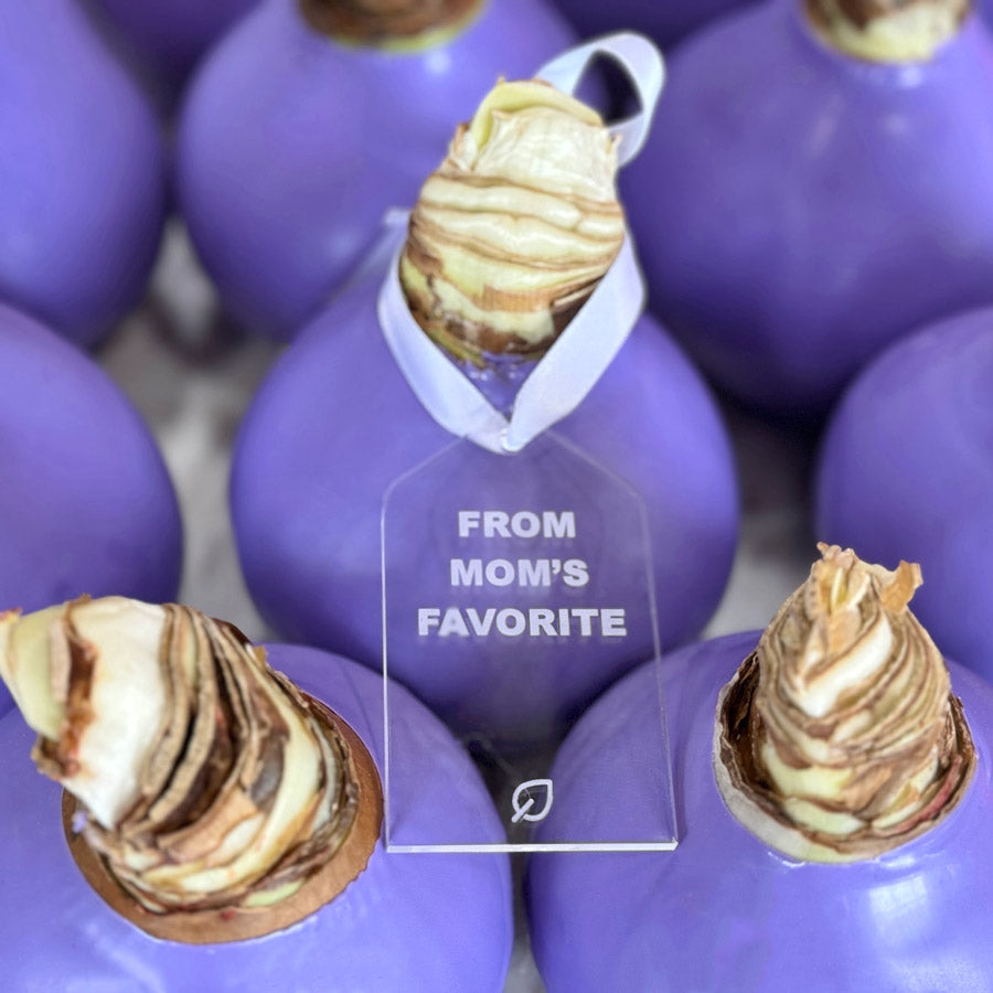 Purple Waxed Amaryllis Bulb with white blooms