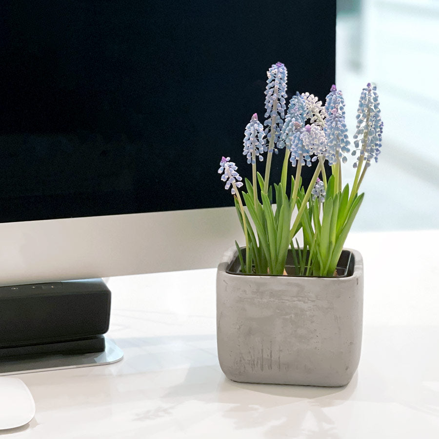 Muscari Desktop Garden