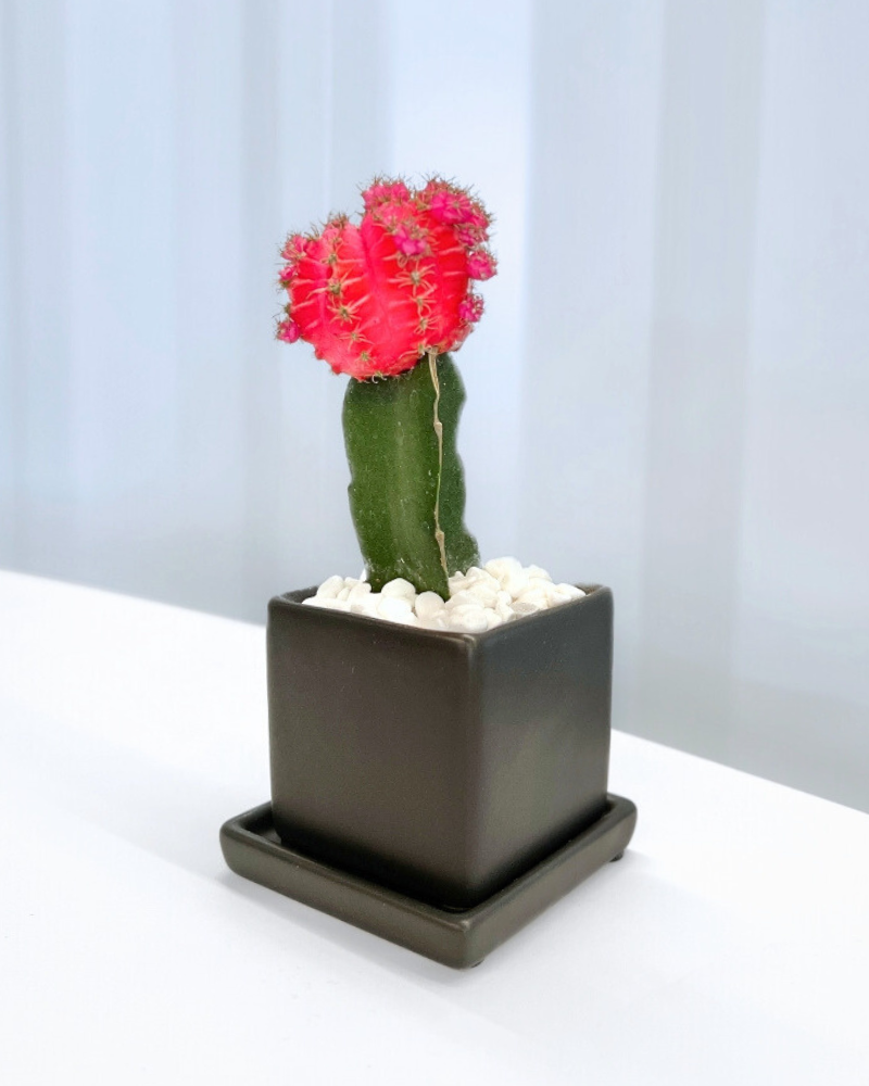 Colorful Moon Cactus Desktop Plant in black ceramic planter