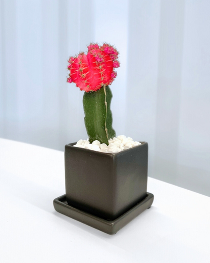 Colorful Moon Cactus Desktop Plant in black ceramic planter