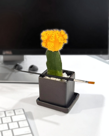 Colorful Moon Cactus Desktop Plant in black ceramic planter