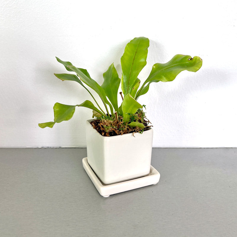 The Nano Tropical Desktop Plant