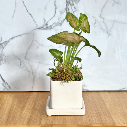 The Tropical Nano Desktop Plant
