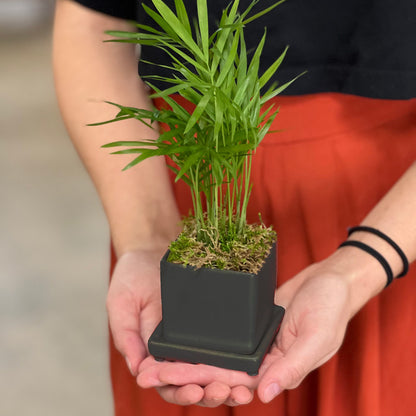 The Tropical Nano Desktop Plant