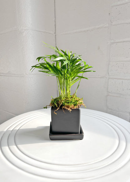 The Tropical Nano Desktop Plant