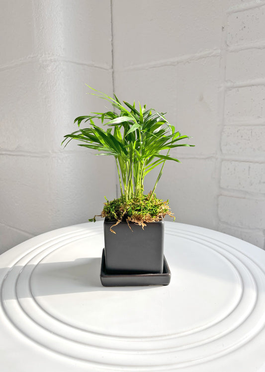 The Tropical Nano Desktop Plant image