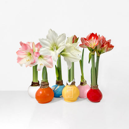 Wax-Dipped Amaryllis Bulb Subscription