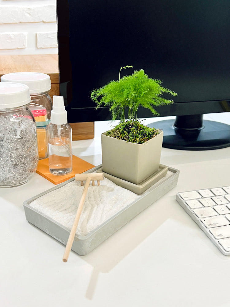 Zen Desktop Garden with mini tropical plant