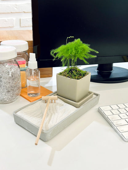 Zen Desktop Garden with mini tropical plant
