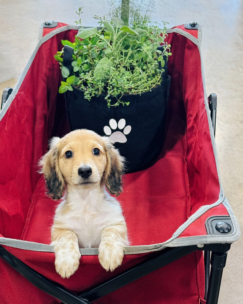 Dog Giftable Garden‎ with pet-friendly herbs