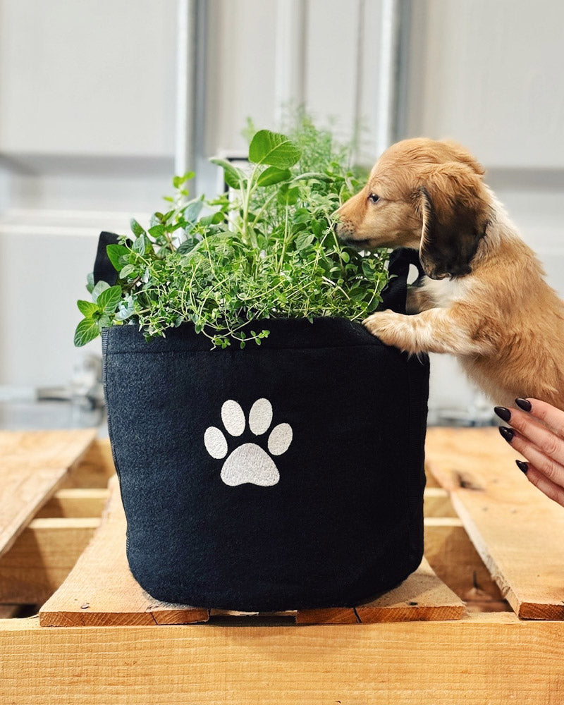 dog proof plant pots Dog Giftable Garden with pet-friendly herbs