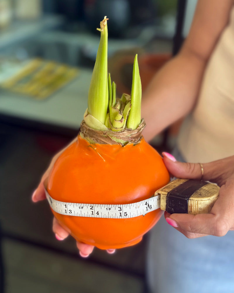 Perfectly Imperfect Pumpkin Bulb with sovereign blooms