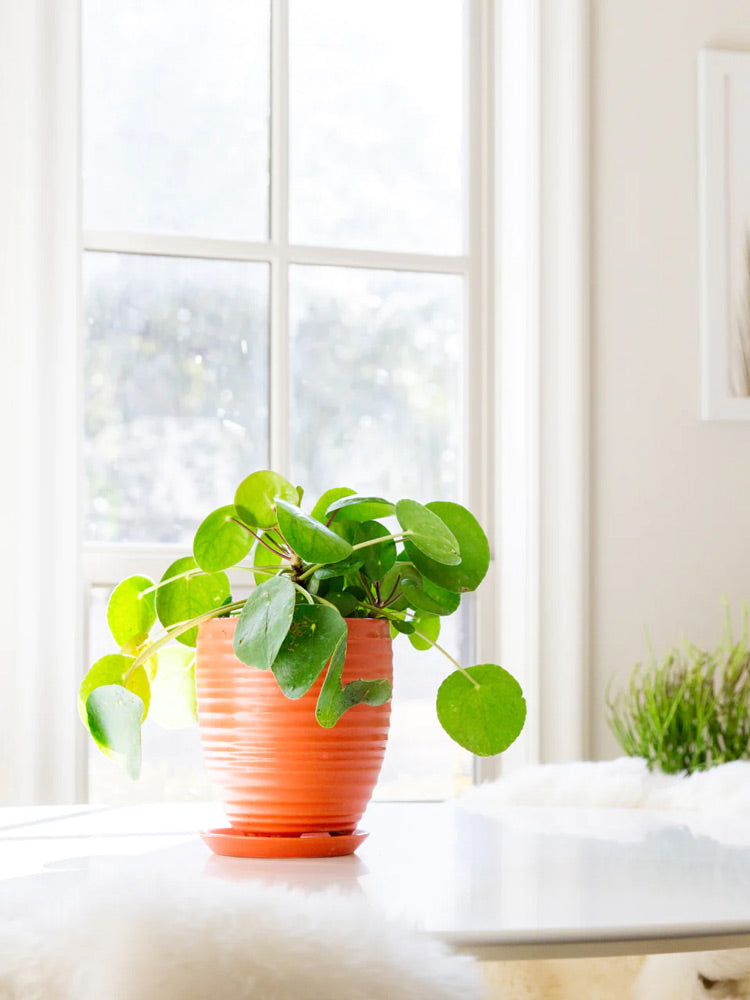 Orange Ceramic Planters