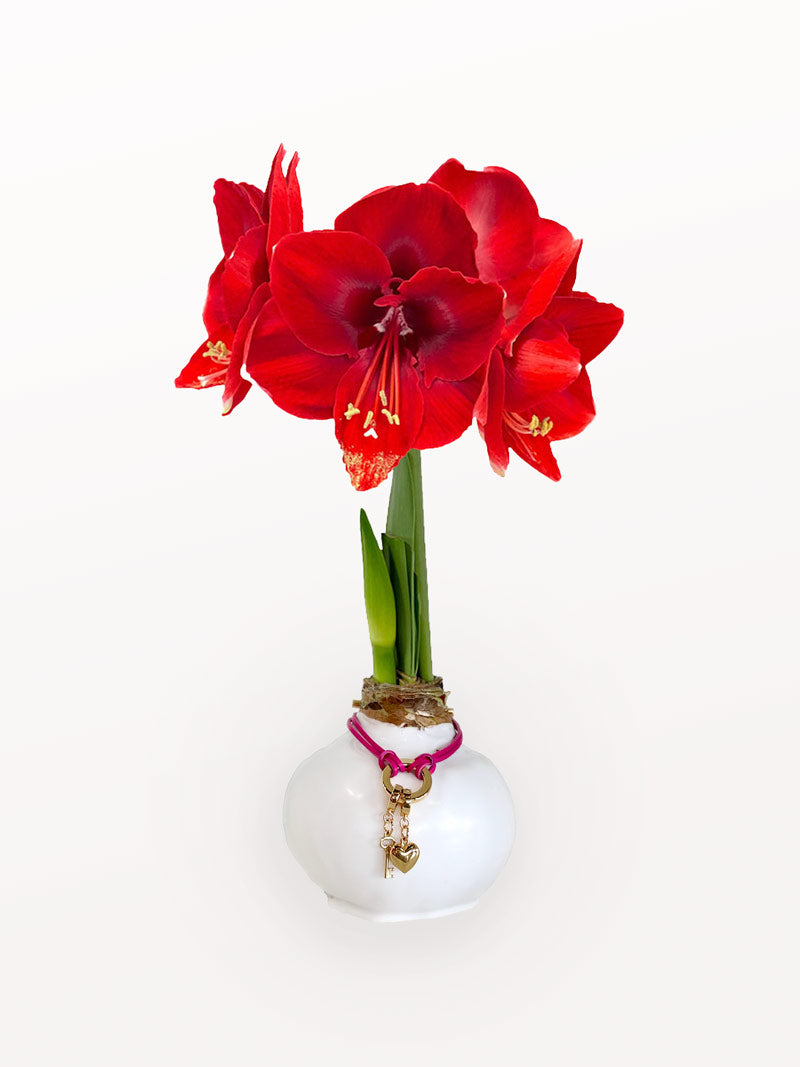 Valentine White Waxed Bulb & Charm Bracelet Gift Set